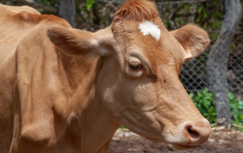 Tristeza Parasitária: o impacto silencioso e como vencê-lo com segurança e rentabilidade