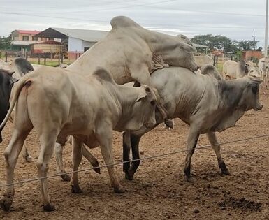 Comportamento agressivo em animais confinados, controle da sodomia e prevenção da perda de peso