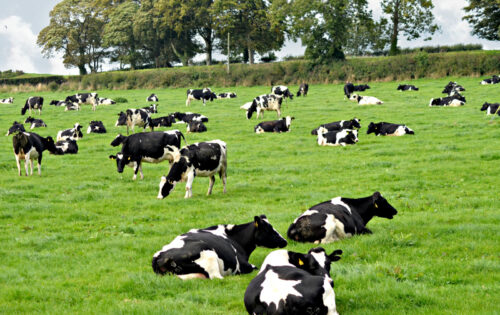 PRÉ-PARTO EM BOVINOS LEITEIROS