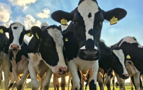 Saúde Hepática na Bovinocultura de Leite: Pilar Metabólico e o Papel do medicamento Homeopático no Desempenho Produtivo