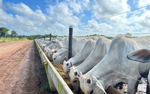 A Importância da Saúde Hepática no Gado de Corte Confinado e o Uso do Medicamento Homeopático como Estratégia de Suporte Metabólico